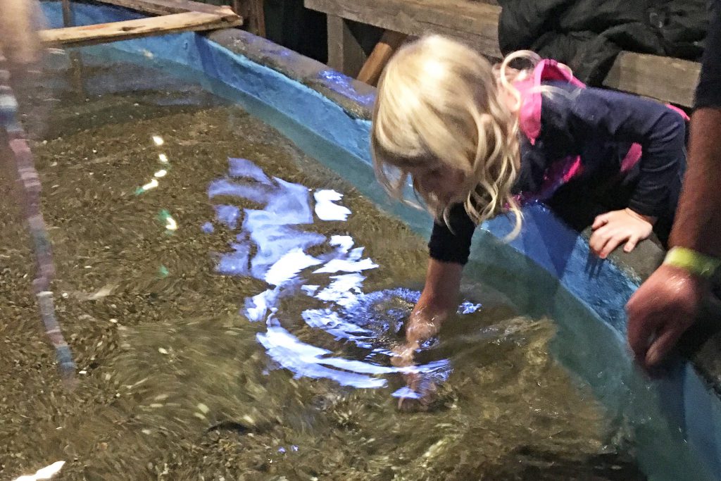 Streichelbecken-Aquarium-Thyborøn-Daenemark Urlaub Kinder Hund